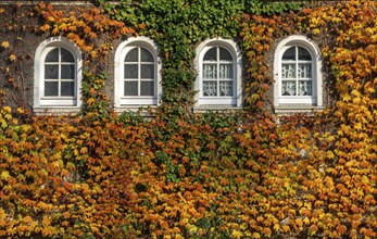 Ivy facades in Margarethenhöhe housing estate, in autumn, listed garden city housing estate, built