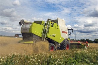 Grain harvest in the Rhein-Pfalz district near Mutterstadt