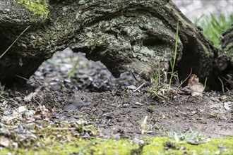 Bank vole (Myodes glareolus), Emsland, Lower Saxony, Germany, Europe