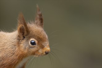 Red squirrel (Sciurus vulgaris) adult animal head portrait, Yorkshire, England, United Kingdom,