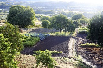 Early morning view vegetable garden in Rio Tietar river valley, Cuacos de Yuste, La Vera,