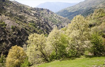 Landscape of the River Rio Poqueira gorge valley, High Alpujarras, Sierra Nevada, Granada Province,