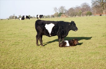 Rare breed Belted Galloway beef cattle herd at Lux farm, Kesgrave, Suffolk, England, United