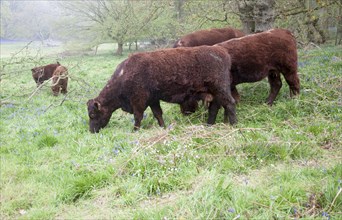 Red poll cattle grazing in a field near Sudbourne, Suffolk, England, UK