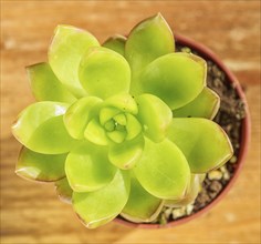 Beautiful little plant, succulent in a small flower pot. on the wooden background