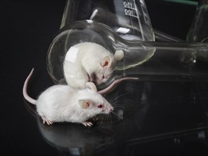 Two small white laboratory mice in the flask and on the glass surface