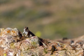 Barbary ground squirrel (Atlantoxerus getulus) or North African bristle squirrel, Fuerteventura,