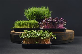 Low key photo of radish, sango, watercress and pea microgreens sprouts in trays on black background