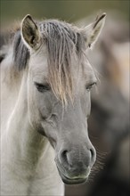 Dülmen wild horse, portrait, Merfelder Bruch, Dülmen, North Rhine-Westphalia, Germany, Europe