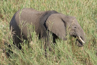 African bush elephant (Loxodonta africana), adult, feeding on reeds in the bed of the Olifants