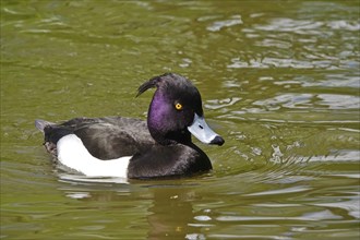 Tufted duck (Aythya fuligula) swimming on a lake, spring, Germany, Europe