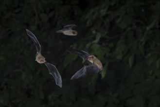 Common pipistrelle (Pipistrellus pipistrellus) group hunting insects in front of deciduous forest,