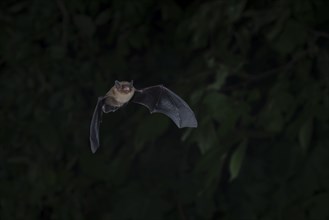 Common pipistrelle (Pipistrellus pipistrellus) hunting insects in front of deciduous forest,