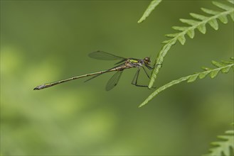 Emerald damselfly (Lestes sponsa) adult female insect resting on a Bracken leaf, Suffolk, England,