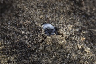 A willow sand bee in the Hohe Ward nature reserve in Münster, 08/04/2024