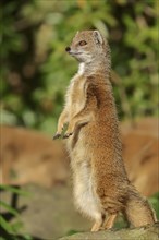 Yellow mongoose (Cynictis penicillata), captive, occurrence in Africa