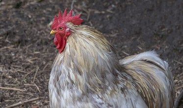 Close-up of a cockerel (Gallus gallus domesticus), Netherlands