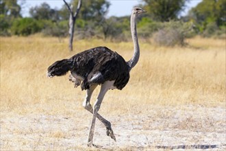 Struthio camelus, Ostrich, Botswana, Africa, Wildlife, Africa