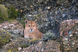 Cougar (Felis concolor patagonica) wbl. Torres del Paine NP, Chile, Torres del Paine NP, South