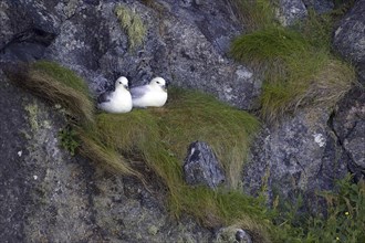 Fulmar, two animals, (Fulmarus glacialis), cliffs, nest, nesting, Norway, Europe