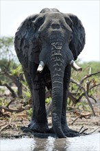 Elephant (Loxodonta africana), frontal, whole, waterhole, drinking, drinking, water, thirst,