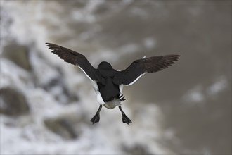 Razorbill (Alca torda) adult bird in flight over the sea in the summer, Yorkshire, England, United