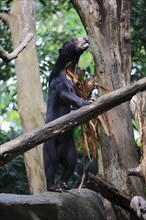 Malayan bear (Helarctos malayanus), adult, foraging, standing upright