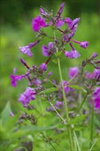 Phlox maculata, meadow phlox with raindrops, North Rhine-Westphalia, Germany, Europe