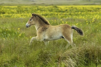 Exmoor pony, Texel Island, Texel Island, Netherlands