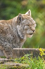 A lynx with closed eyes and a peaceful expression, Germany, Europe