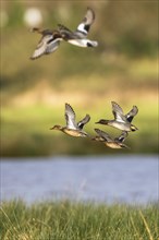 Eurasian Teal, Anas crecca, birds in flight over marshes