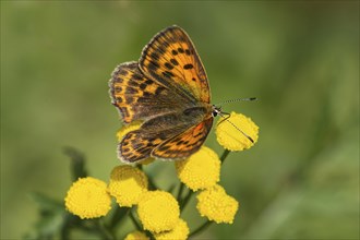 Female of the scarce copper (Lycaena virgaureae) from the blue butterfly family, Valais,