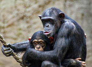 Animal portrait, western chimpanzee (Pan troglodytes verus) cuddling, captive, distribution central