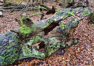 Sababurg primeval forest in autumn, nature reserve, Reinhardswald estate district, Hesse, Germany,