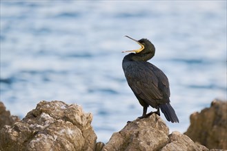 Common shag (Gulosus aristotelis), Istria, Croatia, Europe