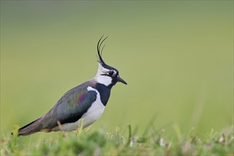 Northern lapwing (Vanellus vanellus), Lower Saxony, Germany, Europe