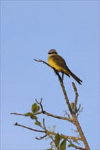 White throated Kingbird, Tyrannus albogularis, Amazon Basin, Brazil, South America