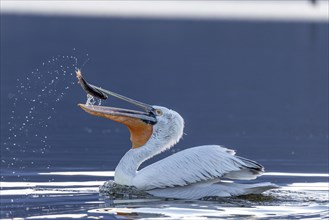 Dalmatian pelican (Pelecanus crispus), eating a fish, magnificent plumage, Lake Kerkini, Greece,