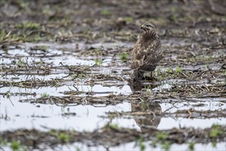 Steppe buzzard (Buteo buteo), Emsland, Lower Saxony, Germany, Europe