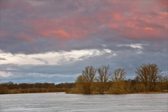 Elbe near Dessau in the morning, morning atmosphere on the Elbe, Flood on the Elbe, Middle Elbe