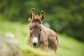 Donkey (Equus africanus asinus), portrait, tirol, Kitzbühel, Wildpark Aurach, Austria, Europe