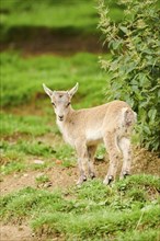 Alpine ibex (Capra ibex) youngster standing on a meadow, wildlife Park Aurach near Kitzbuehl,