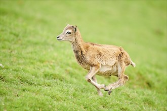 European mouflon (Ovis aries musimon) running standing on a meadow, tirol, Kitzbühel, Wildpark