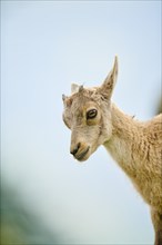 Alpine ibex (Capra ibex) youngster, portrait, wildlife Park Aurach near Kitzbuehl, Austria, Europe