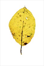 Autumn-coloured leaf of a beech (Fagus sylvatica), copper beech, tree, free-standing, Vechta, Lower