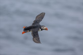 Puffin (Fratercula arctica), in flight, Grimsey Island, Iceland, Europe