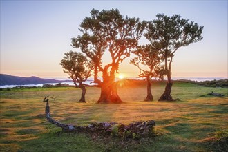 Centuries-old til trees in fantastic magical idyllic Fanal Laurisilva forest on sunset. Madeira