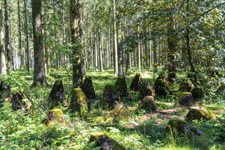 Remains of the former Westwall, anti-tank barriers, on the border with Belgium, in a forest near