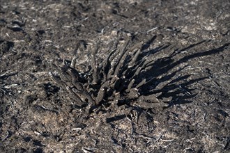 Consequences of a forest fire in the German-Dutch border region near Niederkrüchten-Elmpt, in the