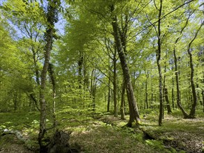 Beech forest beeches (Fagus) trees deciduous trees sprouting leaves in green deciduous forest mixed